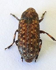 Euparius subtesselatus