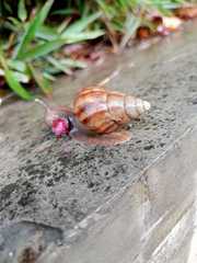 Lissachatina fulica