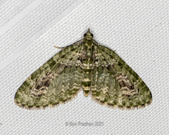 Chloroclystis rubroviridis