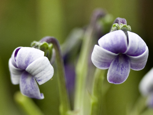 Viola maviensis