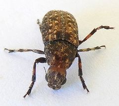 Euparius subtesselatus