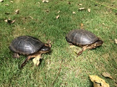 Pelusios castanoides