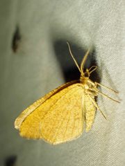 Macaria brunneata