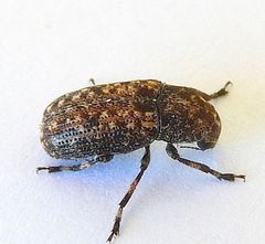 Euparius subtesselatus