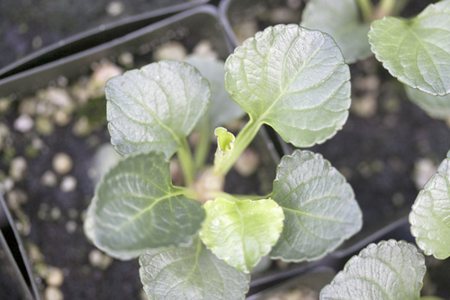 Viola maviensis