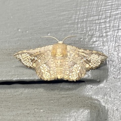 Canaea hyalospila