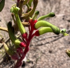 Anigozanthos bicolor decrescens