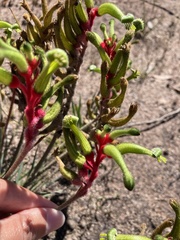 Anigozanthos bicolor decrescens