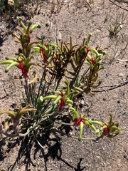 Anigozanthos bicolor decrescens