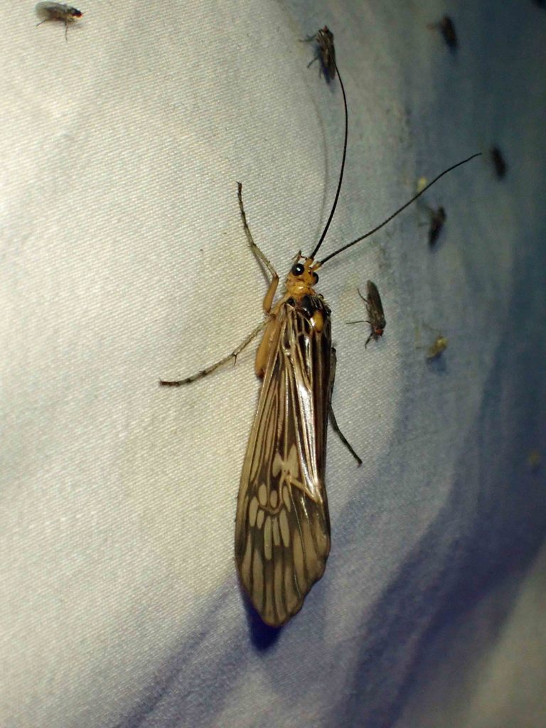 Argus Northern Caddisfly