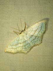 Scopula junctaria