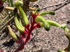 Anigozanthos bicolor decrescens