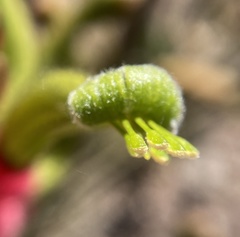 Anigozanthos bicolor decrescens