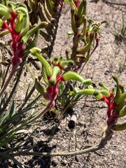 Anigozanthos bicolor decrescens
