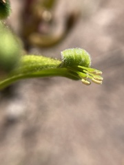 Anigozanthos bicolor decrescens