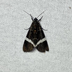 Coenotoca subaspersa