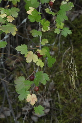 Ribes aciculare