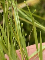 Dichanthelium lucidum