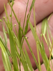 Dichanthelium lucidum