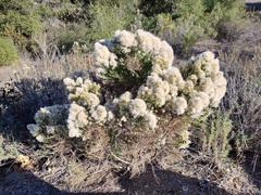 Baccharis pilularis consanguinea