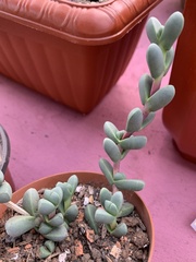Corpuscularia lehmannii