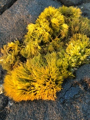 Ahnfeltiopsis concinna