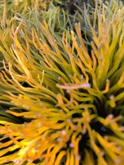 Ahnfeltiopsis concinna