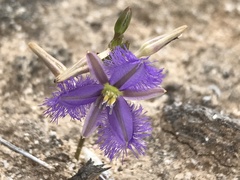 Thysanotus baueri