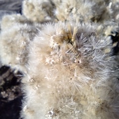 Baccharis pilularis consanguinea