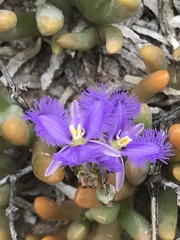 Thysanotus baueri