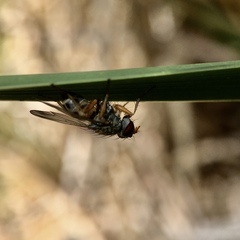 Pygophora apicalis