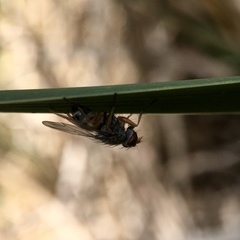 Pygophora apicalis