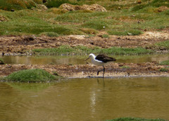 Recurvirostra andina