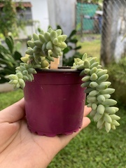 Sedum burrito