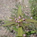 Crusea wrightii - Photo (c) Ethan, algunos derechos reservados (CC BY-NC), uploaded by Ethan