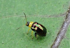 Thrasychroma albicollis