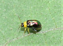 Thrasychroma albicollis