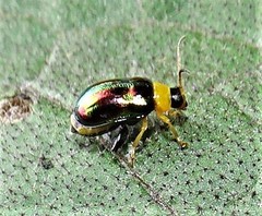 Thrasychroma albicollis