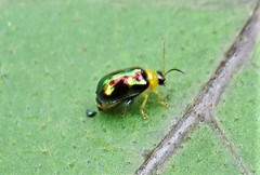 Thrasychroma albicollis