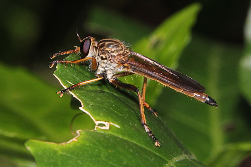 Zosteria lineata