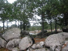 Pinus cooperi