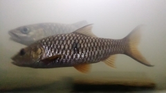 Hampala macrolepidota