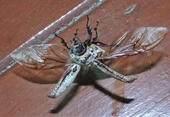 Dermolepida albohirtum