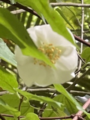 Philadelphus mexicanus