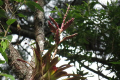 Tillandsia lucida