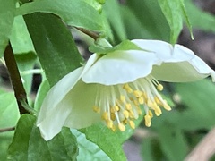Philadelphus mexicanus