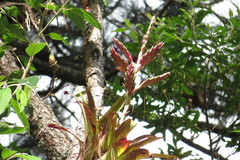 Tillandsia lucida