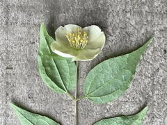 Philadelphus mexicanus