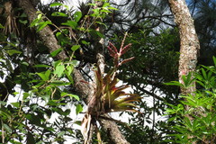Tillandsia lucida