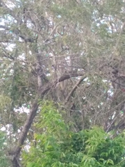 Campephilus